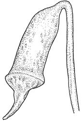 Plagiomnium novae-zelandiae, capsule with operculum, dry. Drawn from J. Lewinsky 74-224, CHR 240235.
 Image: R.C. Wagstaff © Landcare Research 2018 